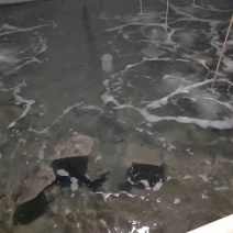 多宝鱼