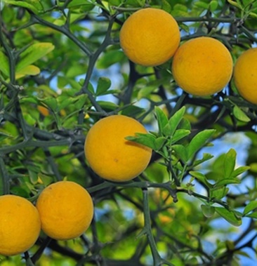 新采枸橘种子枳壳/铁篱寨/臭橘/枸橘李/枳/臭杞/橘红