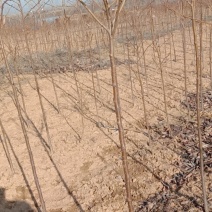 吉野樱花大量有货，三万左右