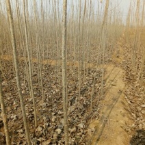 107杨树苗1-8公分，杨树条，杨树段，梧桐树苗1-6