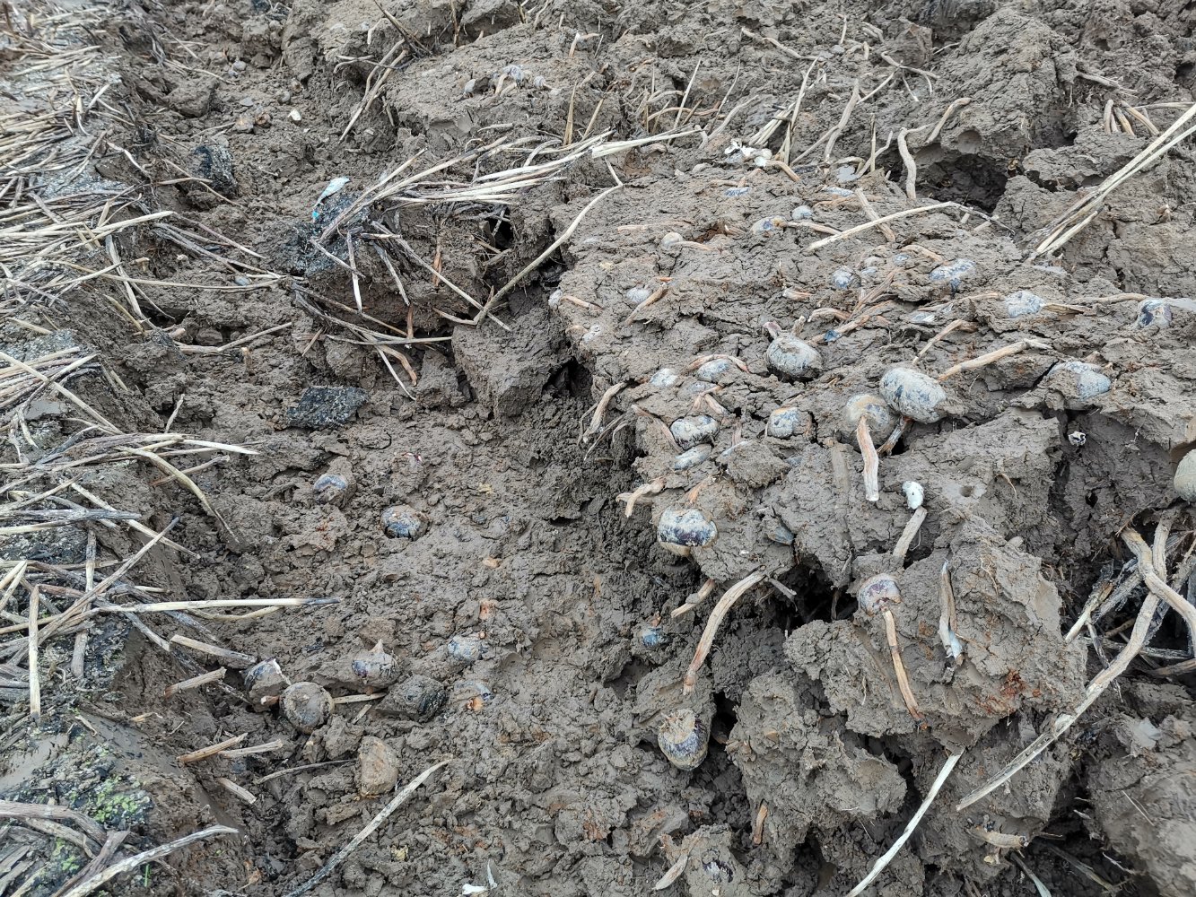 毛马蹄的自然生长环境