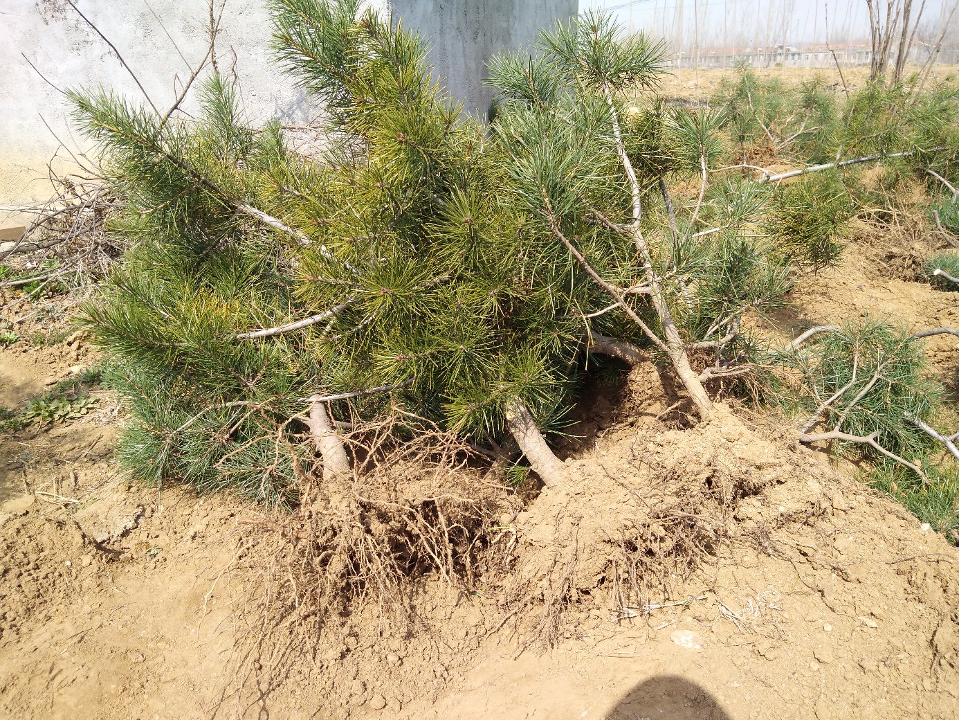 白皮松根系结构示意图