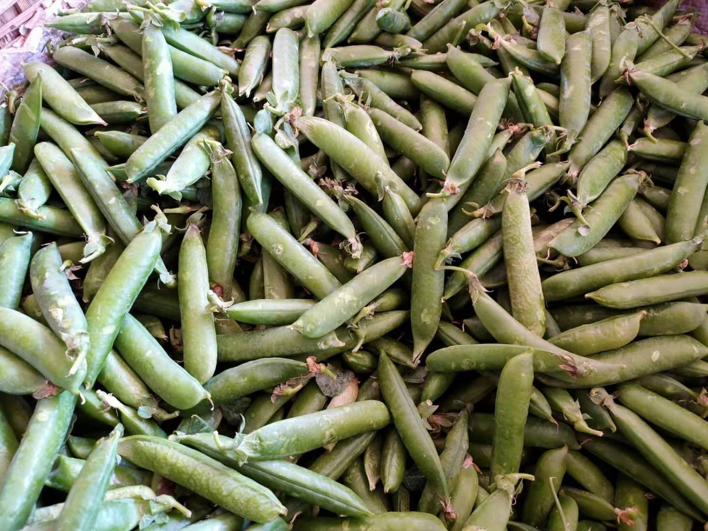 展示新鲜青豌豆与烹饪后的青豌豆对比,强调加热的重要性 青豌豆烹饪前后对比图