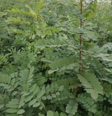 [紫穗槐批发]曼曼紫穗槐,刺槐 产地直销,量大从优价格0.