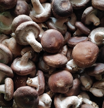 鲜香菇冬菇上市欢迎新老客户前来