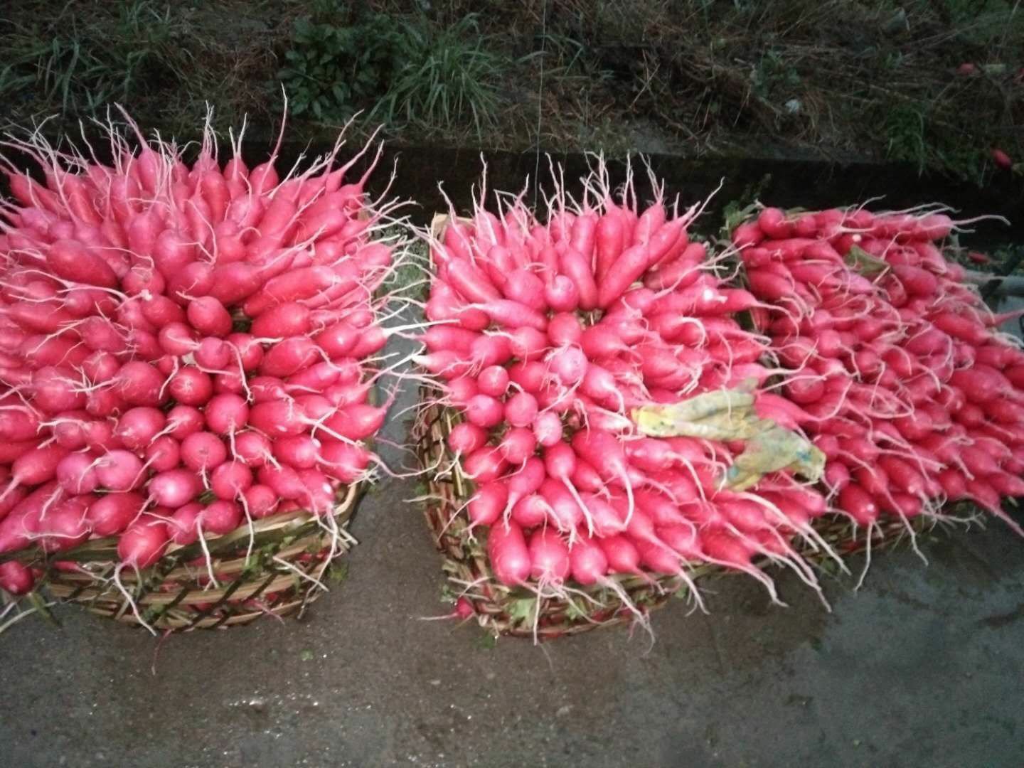 新鲜采收的上海红皮萝卜堆放在田边竹筐中