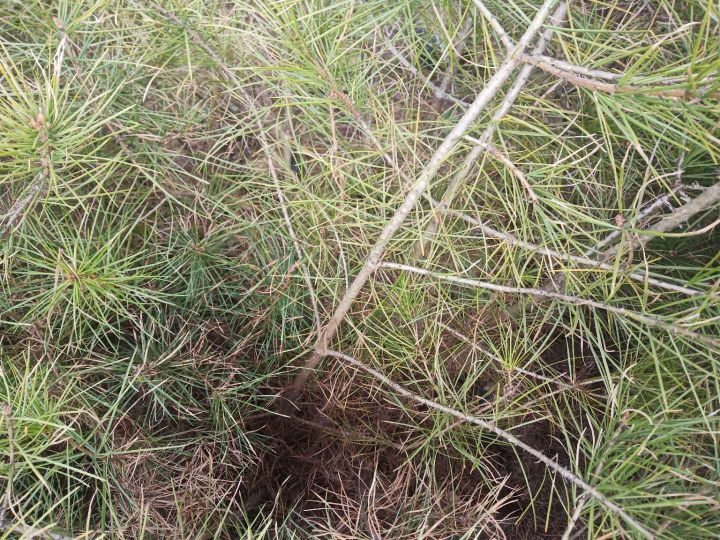 显微镜下的白皮松针叶横切面图示,显示厚角质层、下陷气孔和树脂道分布;右侧为实验室蒸馏装置正在提取针叶精油,烧瓶中液体呈淡黄色透明状,标签注明‘Pinus bungeana essential oil’ 白皮松针叶显微结构与精油提取示意