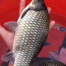 鲫鱼苗中科5号鲫鱼鲫鱼苗+供应水花