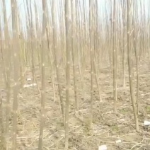 泡桐苗