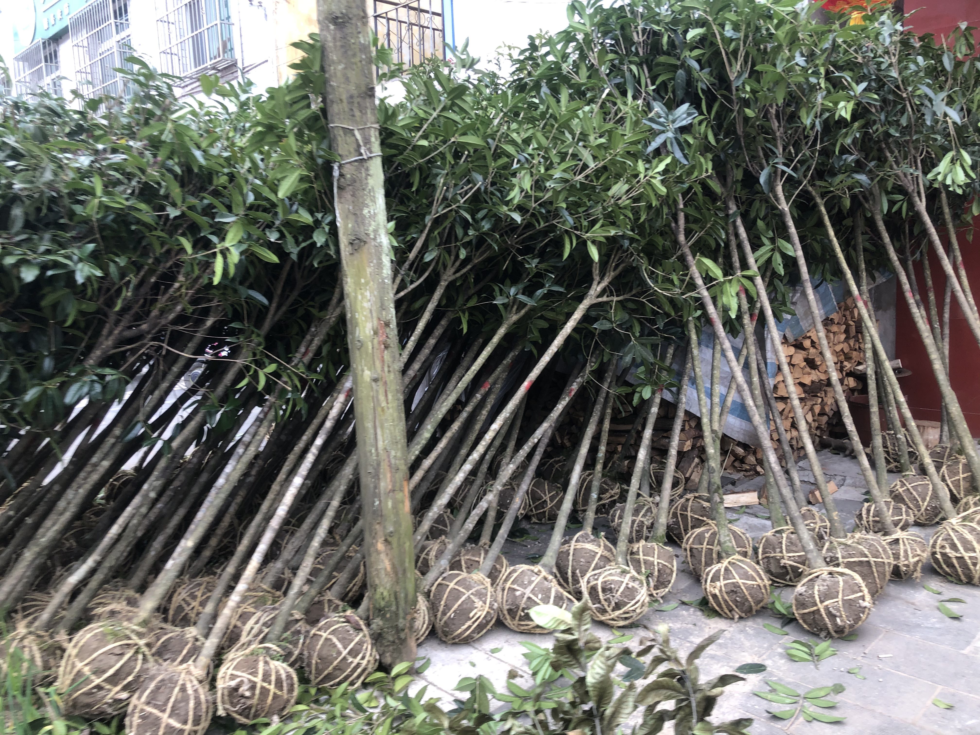 四季桂扦插苗床标准化布置图