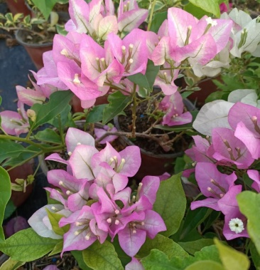 三角梅口红(花红边白心)