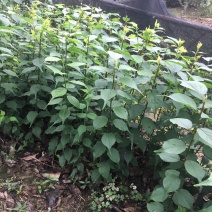 酸梅树苗