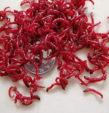 公母红虫现货批发鲜活发货自捞自销