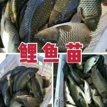 【包成活】鲤鱼〔苗〕提供技术送货上门【全国均有分部】