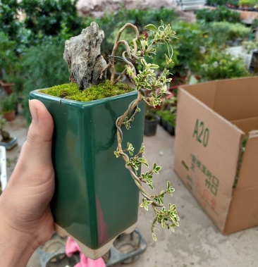 金边六月雪盆景造型提根抱石附石盆栽瓷盆