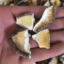 新货香菇碎片破片剪脚干香菇大片蘑菇冬菇批发餐饮专用