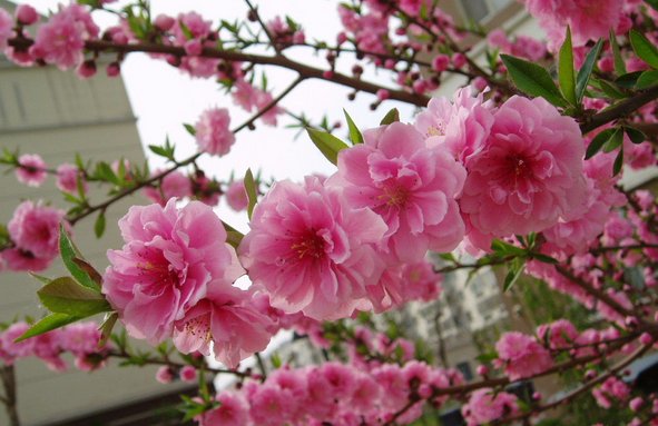 大叶女贞与蜜蜂在花间互动 大叶女贞与蜜蜂在花间互动