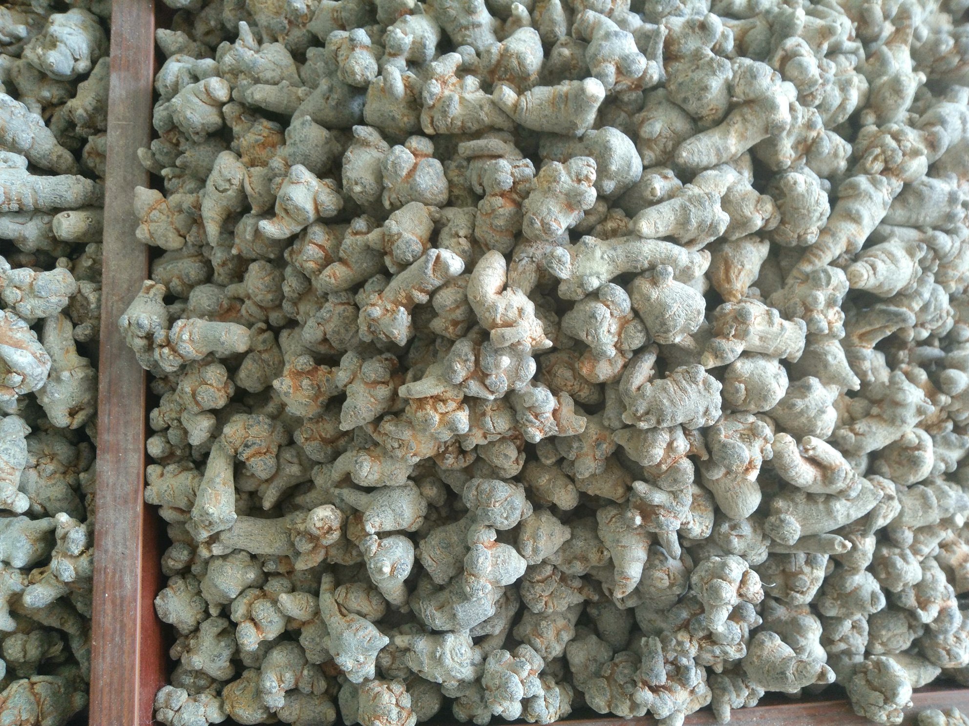 三七头数对比实物图：左侧为18头三七（粗壮饱满、表皮棕褐有光泽、芦头明显），右侧为20头三七（稍细长、纹理更密、须根略多），背景为白色陶瓷托盘与标尺，体现直观尺寸差异