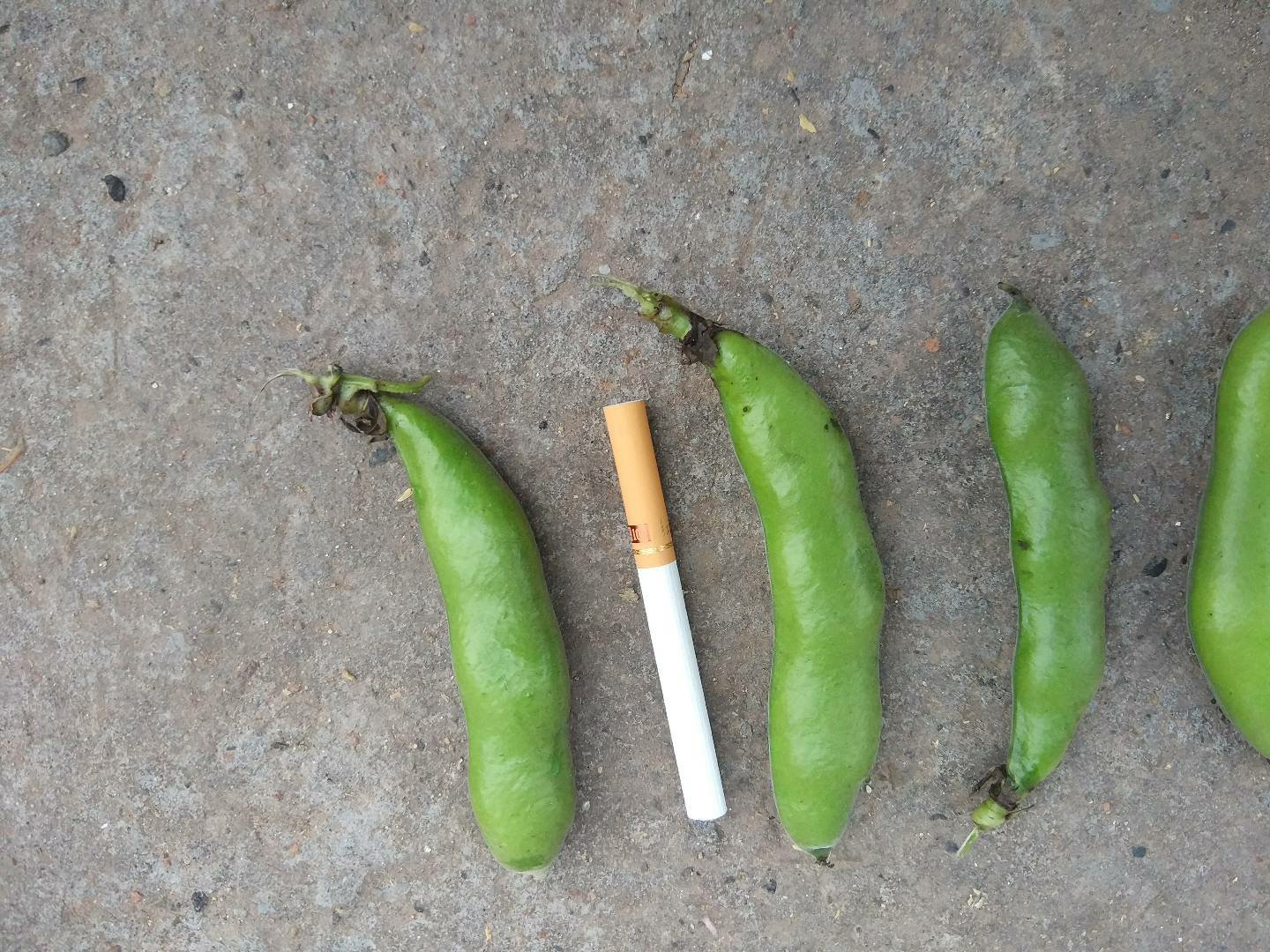蚕豆与茴香豆在市场销售中的表现对比图,展示不同区域的消费偏好 蚕豆与茴香豆市场销售图