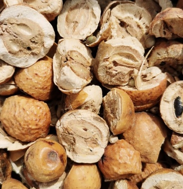 川楝子炒川楝子无硫磺无杂质1公斤1袋中药材批发零售