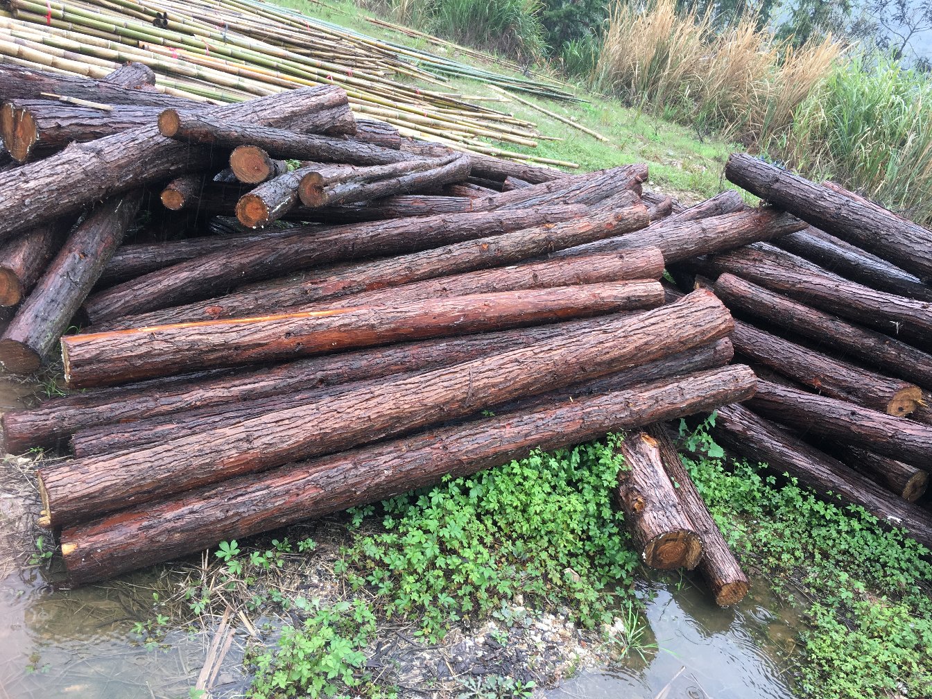 油松原木堆放场景