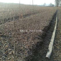 皂角小苗15-30公分高度秋季大量出售各种规格