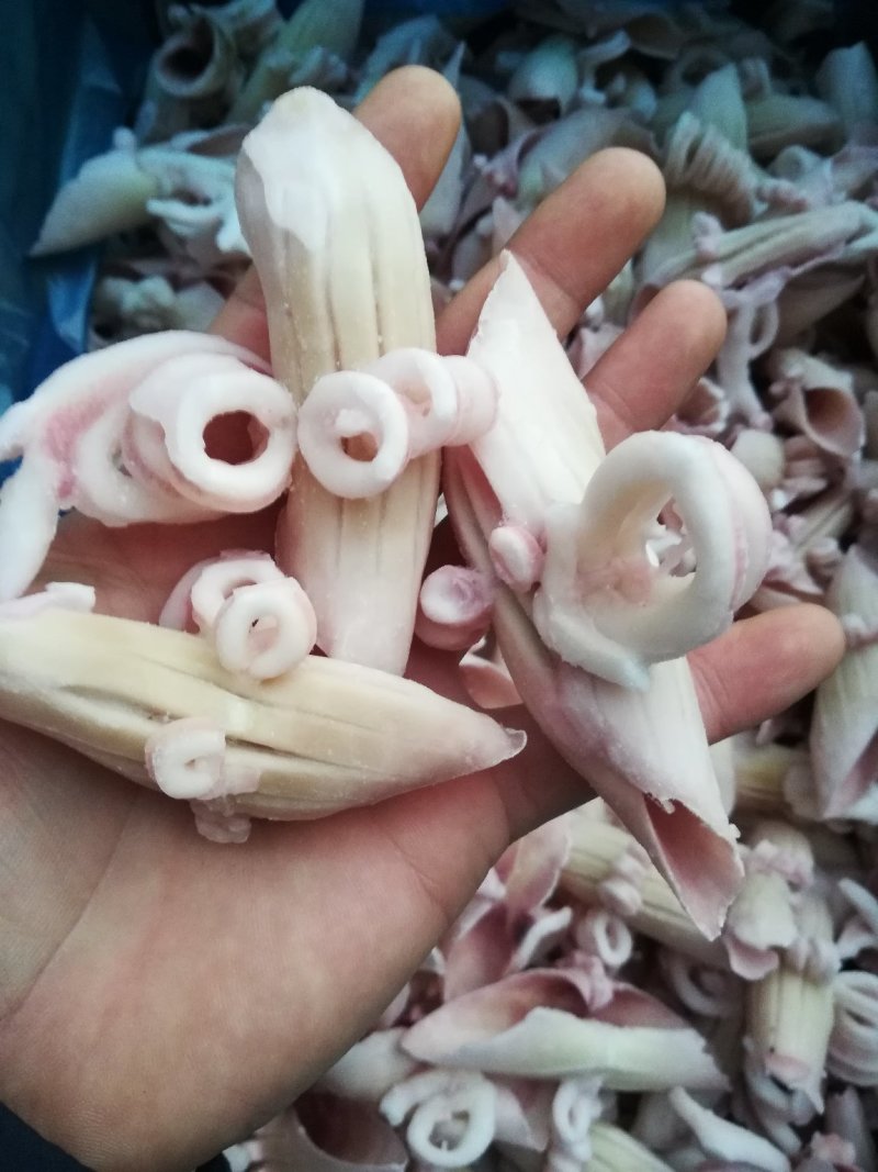 鱿鱼牛角花鱿鱼牛角花鱿鱼花鱿鱼耳