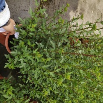 小木槿盆栽园林绿植绿化苗木