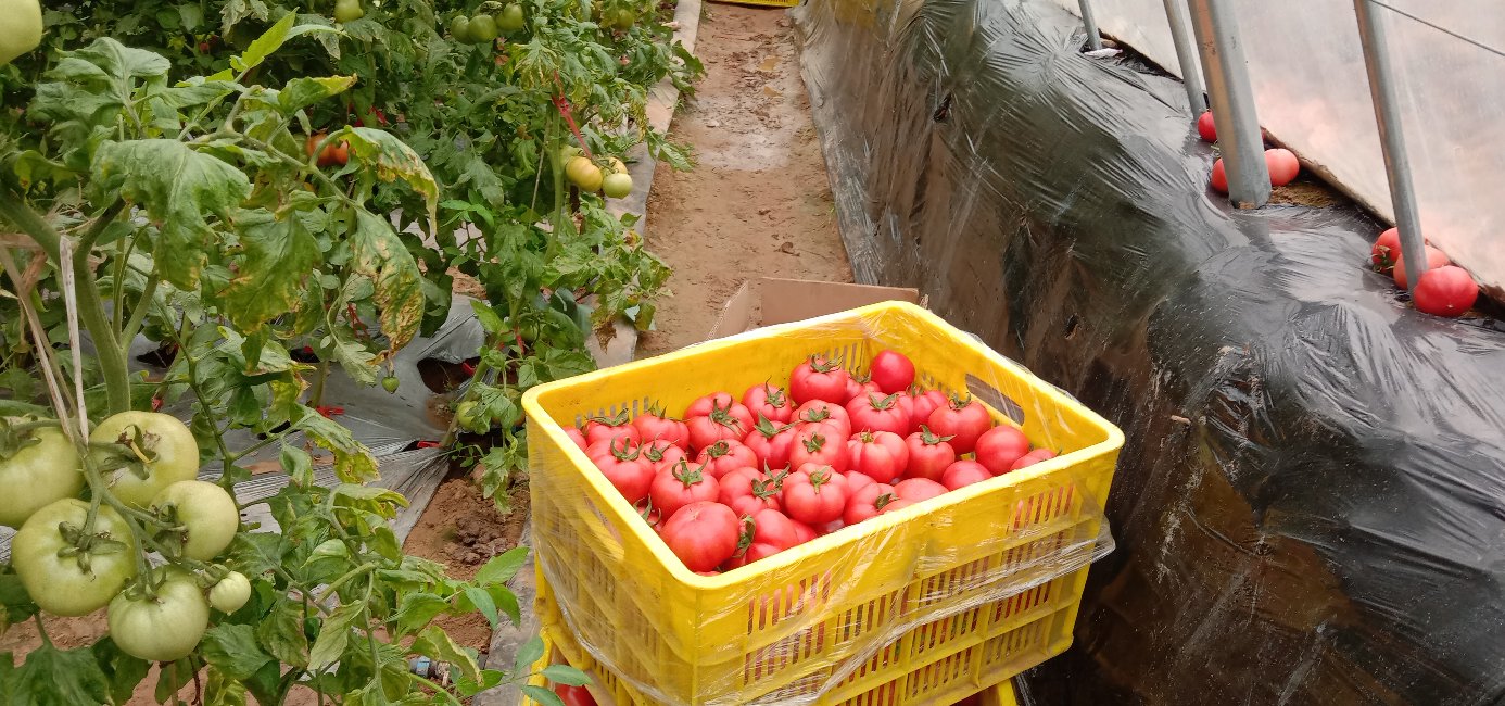 高陵普罗旺斯西红柿采摘现场