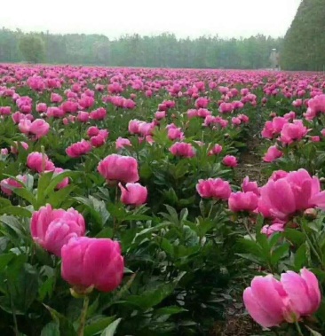 白芍别名芍药赤芍花子保证品种纯正信誉至上