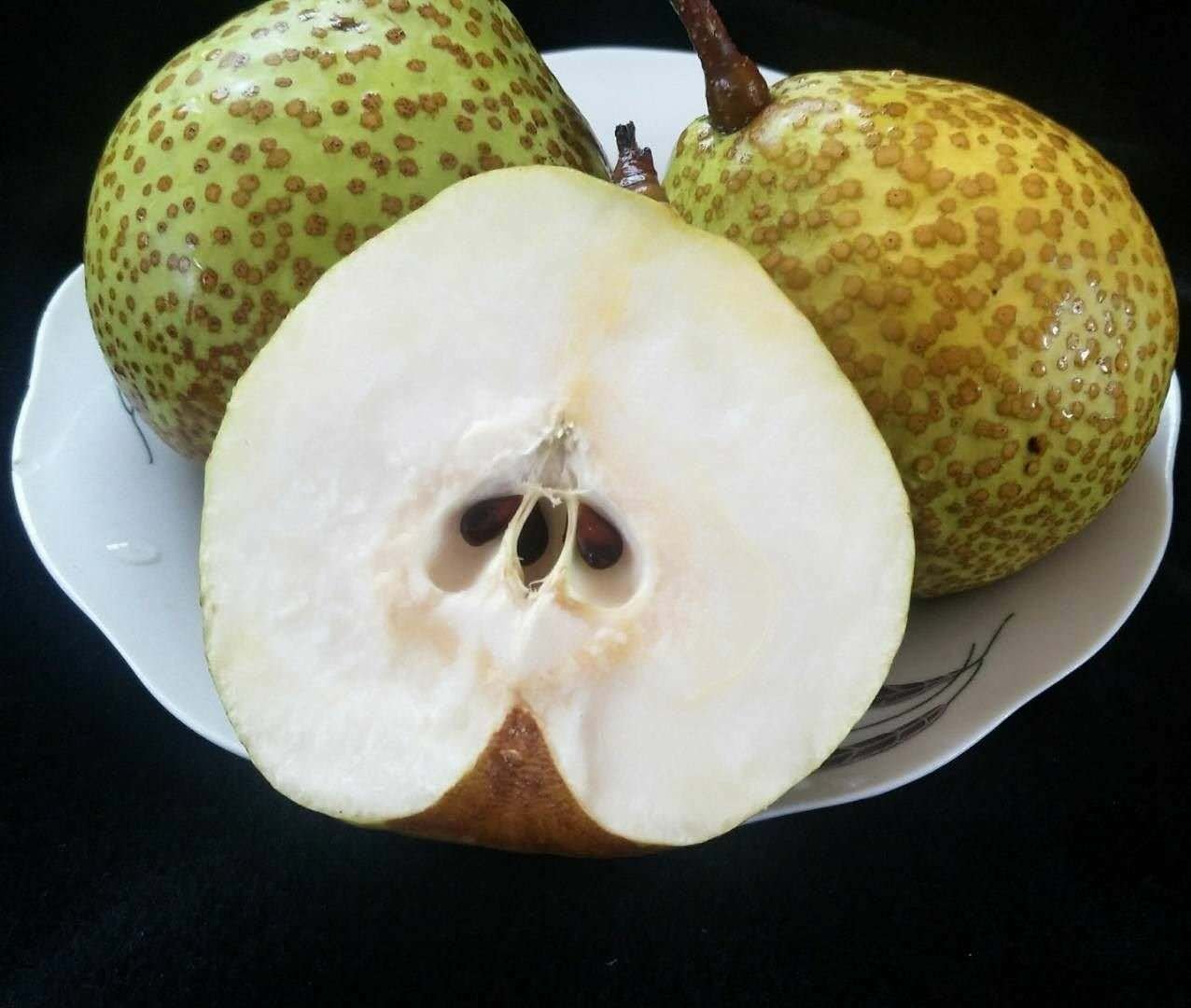 莱阳梨果实特写