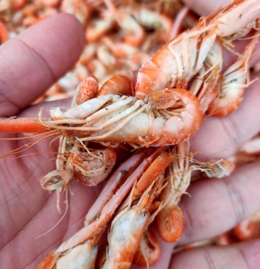爪虾,狗虾,大量批发,产地直销,一手货源.