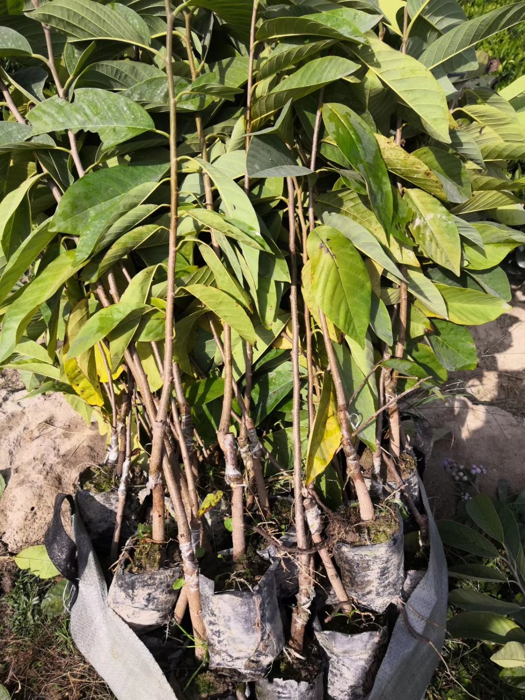 [释迦苗批发]【精品】台湾凤梨释迦苗,营养杯苗价格10.