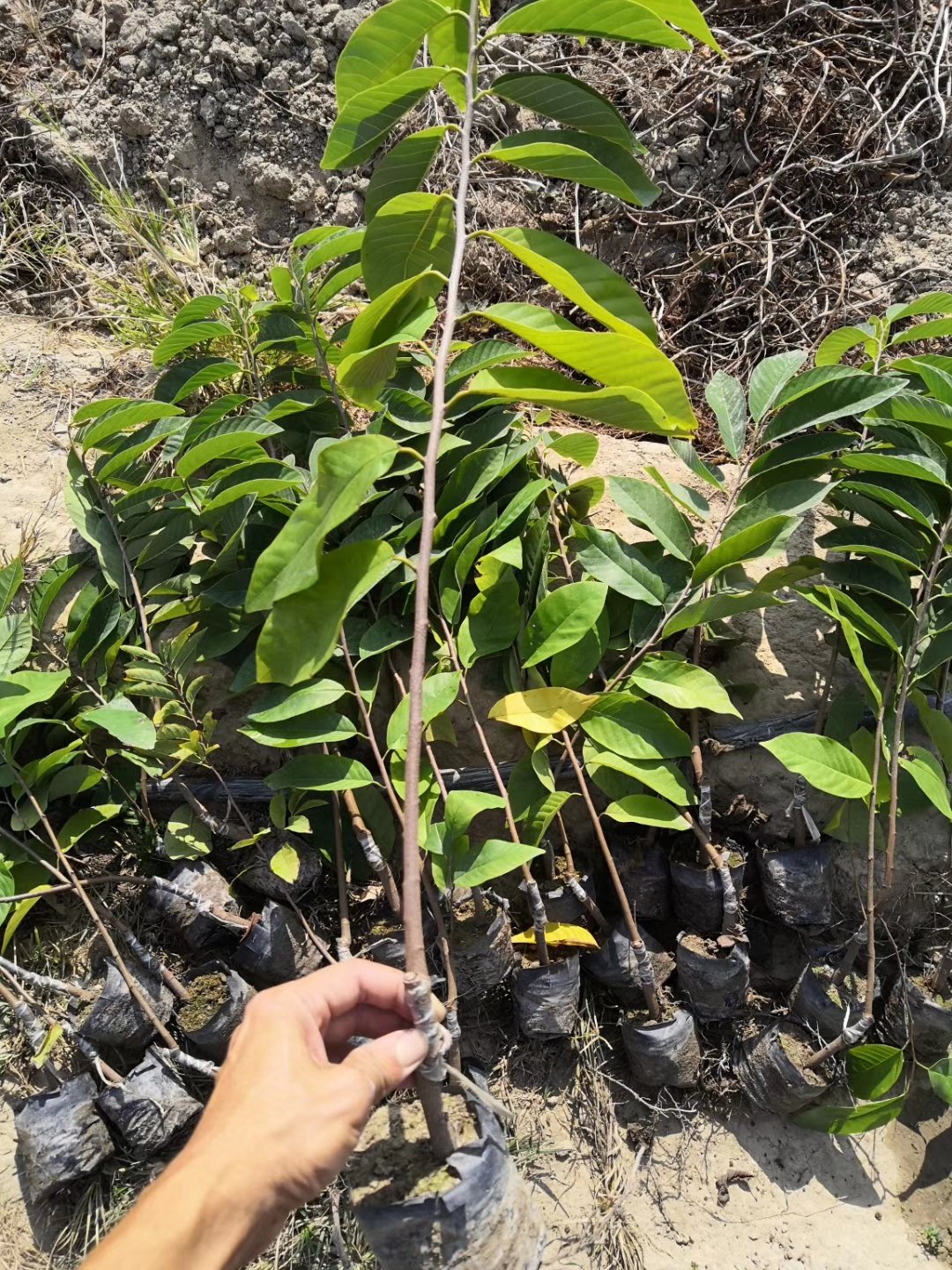 [释迦苗批发]【精品】台湾凤梨释迦苗 榴莲释迦苗 营养杯发货价格15.