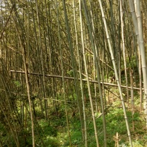 竹竿