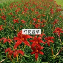辽宁鞍山苗圃销售红花萱草，金娃娃萱草，大花萱草