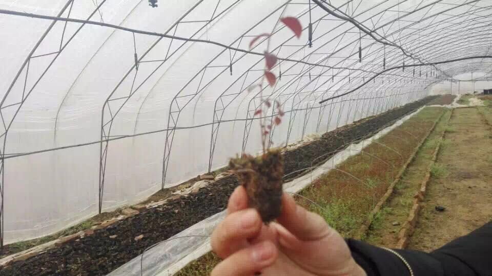 冬枣温室大棚种植实景图