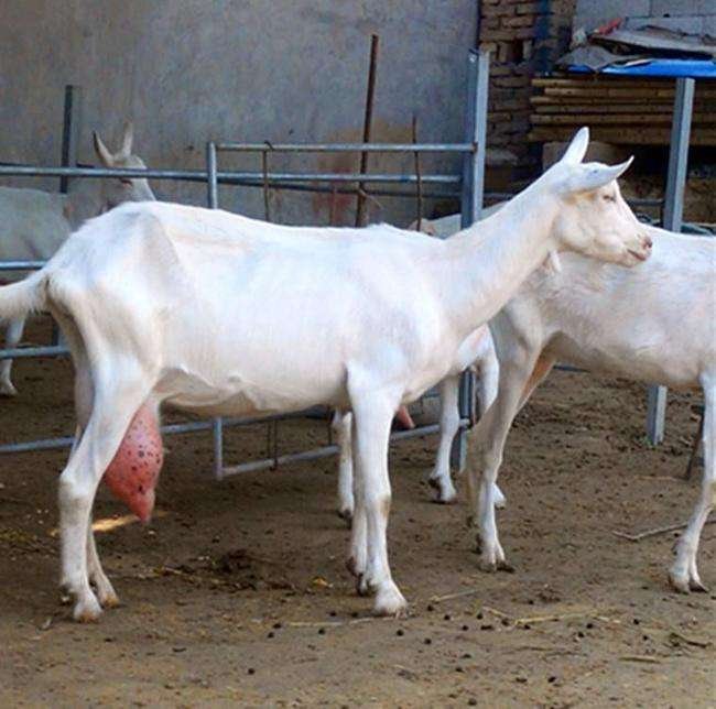 一只健康的波尔山羊羔正在母羊身边吮乳,背景为干净整洁的圈舍环境,地面铺设干燥垫草,母羊体态健壮,羔羊毛色光亮,显示良好的初期营养状态 波尔山羊羔羊哺乳期生长情况