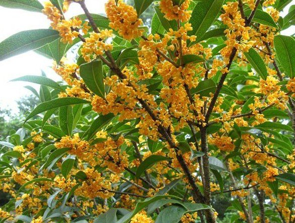 八月桂盛开的金黄色花簇,花香浓郁,适合采摘和加工 八月桂盛开的金黄色花簇