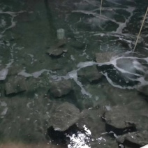 多宝鱼批发