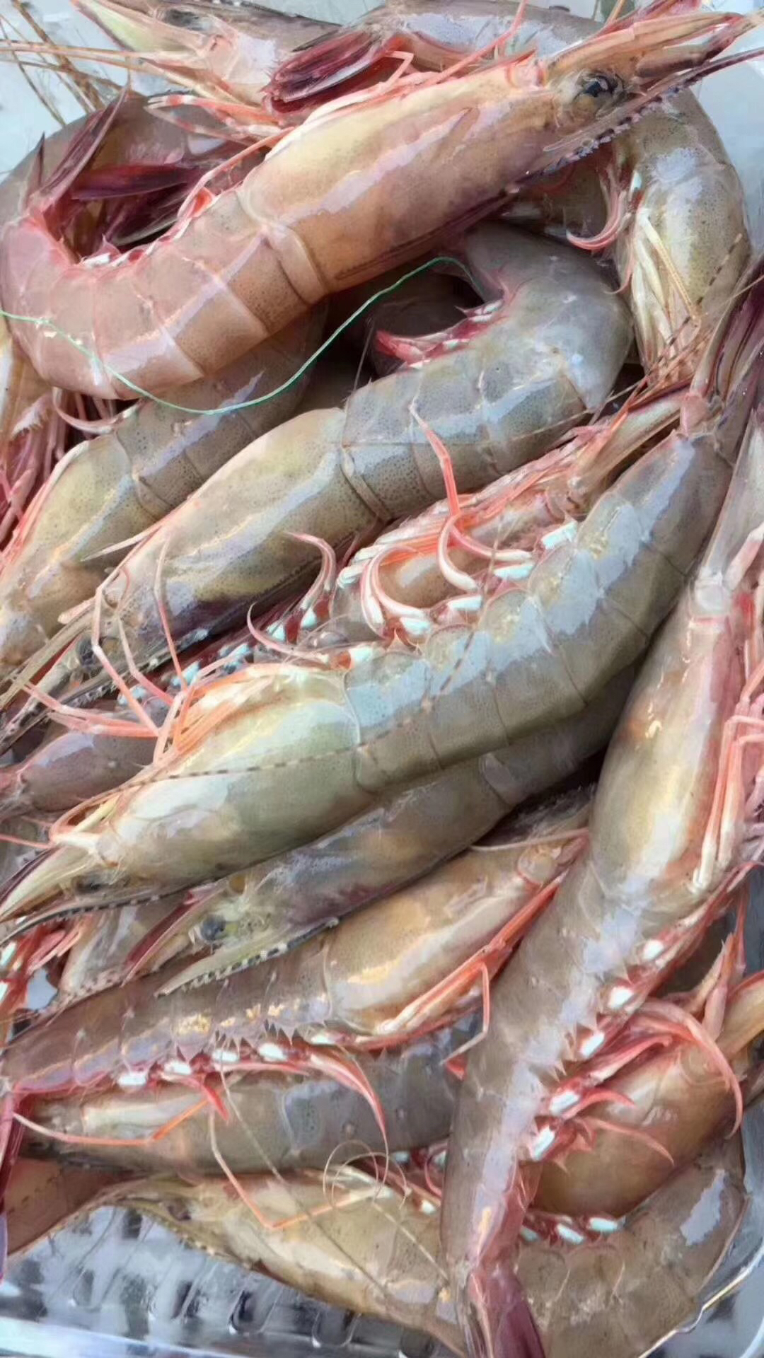 [立虾批发]东山岛 剑虾 滑皮虾 250g/盒 部分带虾膏价格30.