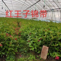 产地批发红王子锦带小苗绿化扦插小苗锦带花树苗