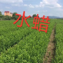 现苗水蜡小苗东北水蜡树苗绿篱苗规格全实地看苗