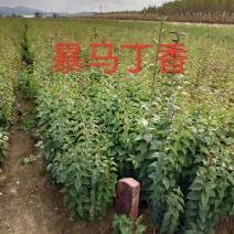 现苗暴马丁香小苗白丁香树苗乔灌木齐全实地看苗