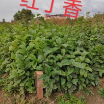 现苗红丁香小苗东北耐寒花灌木红丁香树苗实地看苗