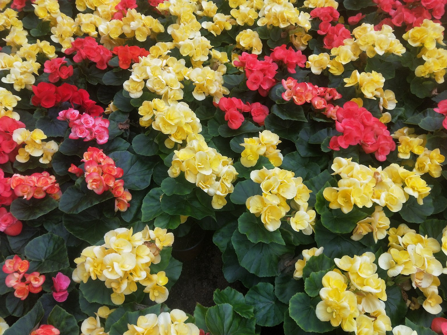 丽格海棠盛花期特写：一盆粉红色重瓣丽格海棠置于浅木纹陶瓷花盆中，花朵密集簇生，花瓣层层叠叠，边缘略带波浪状，叶片油绿肥厚，背景为柔焦的白色墙面与自然光漫射效果