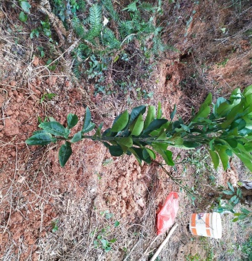 化橘红苗三年嫁接苗,5棵包邮