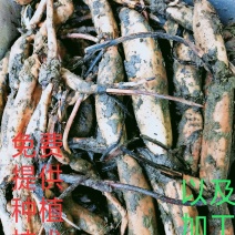 太空26号莲子种苗，质量求生存，信誉留客户。
