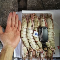 长期稳定供应草虾大黑虎虾