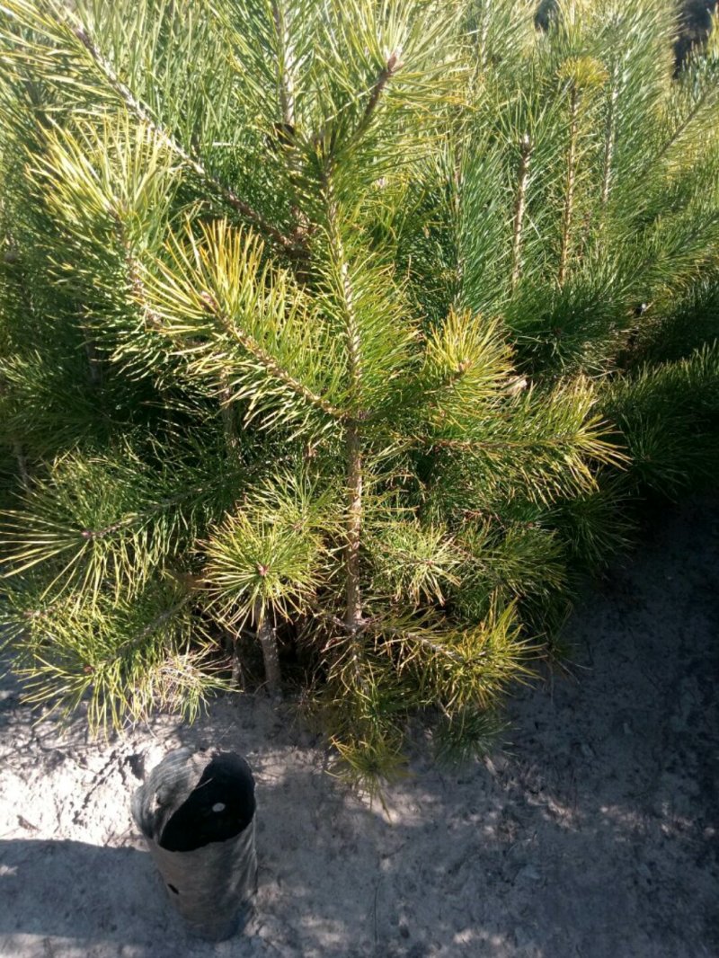 河北省承德市各种规格樟子松